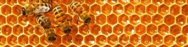 cropped-website_bees-in-the-hive1.jpg